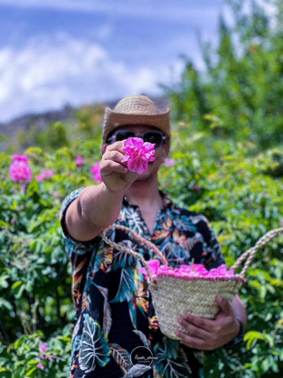 Rose Picking Season Jabal Akhdar