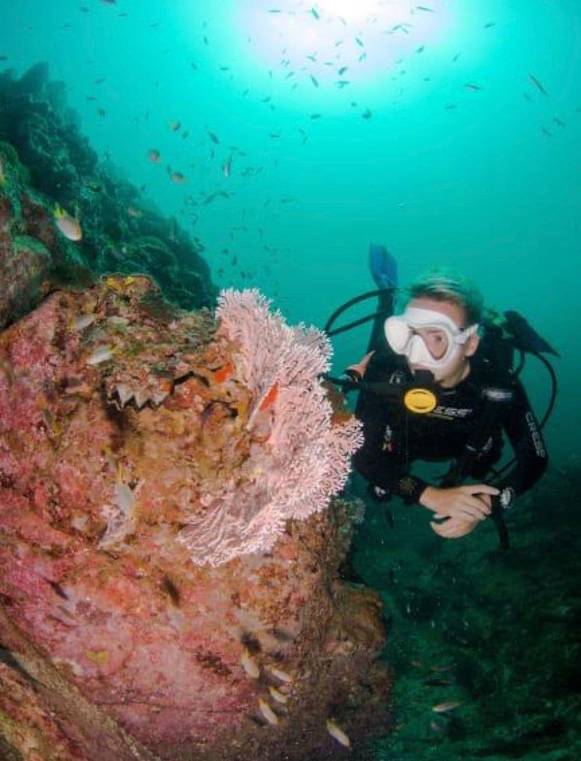 Discover Salalah's Underwater World: Scuba Diving Adventure - 3