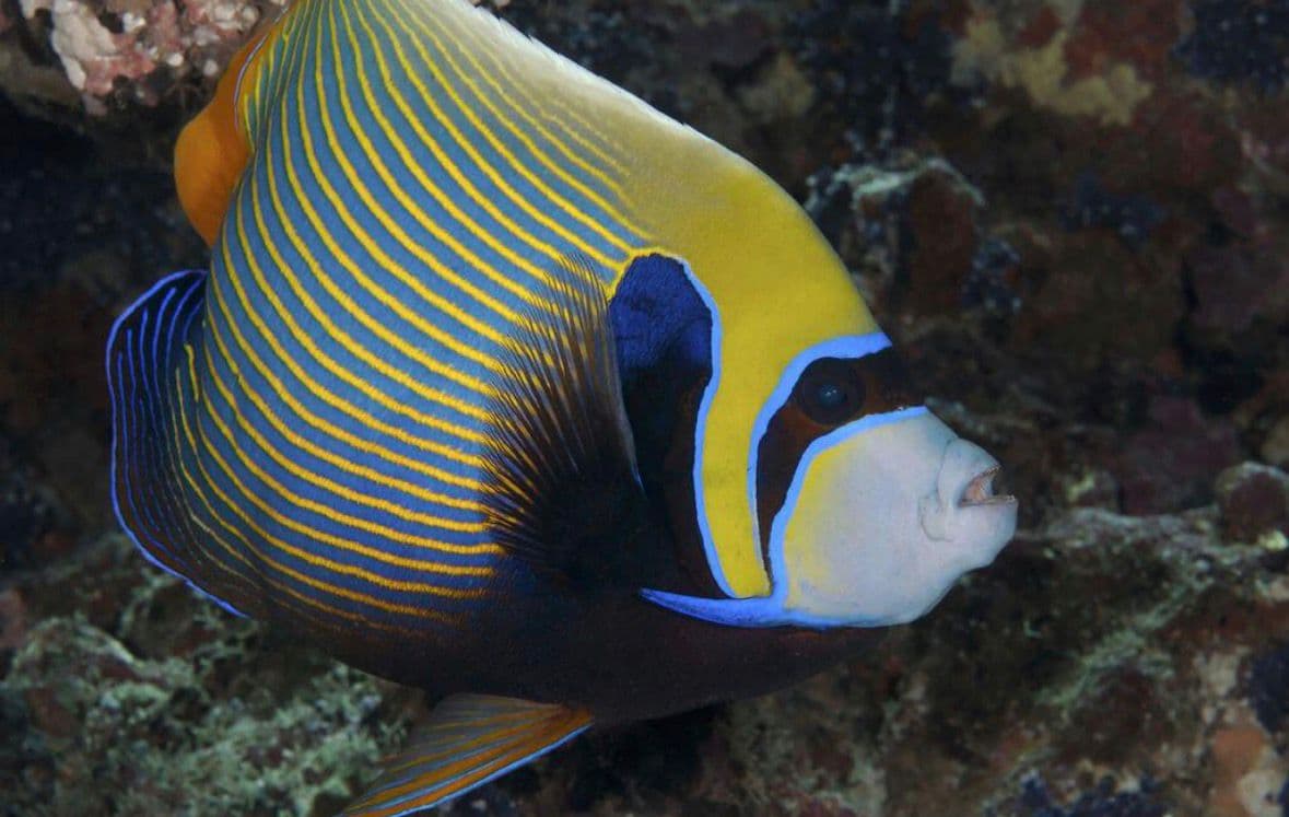 Discover Salalah's Underwater World: Scuba Diving Adventure - 2