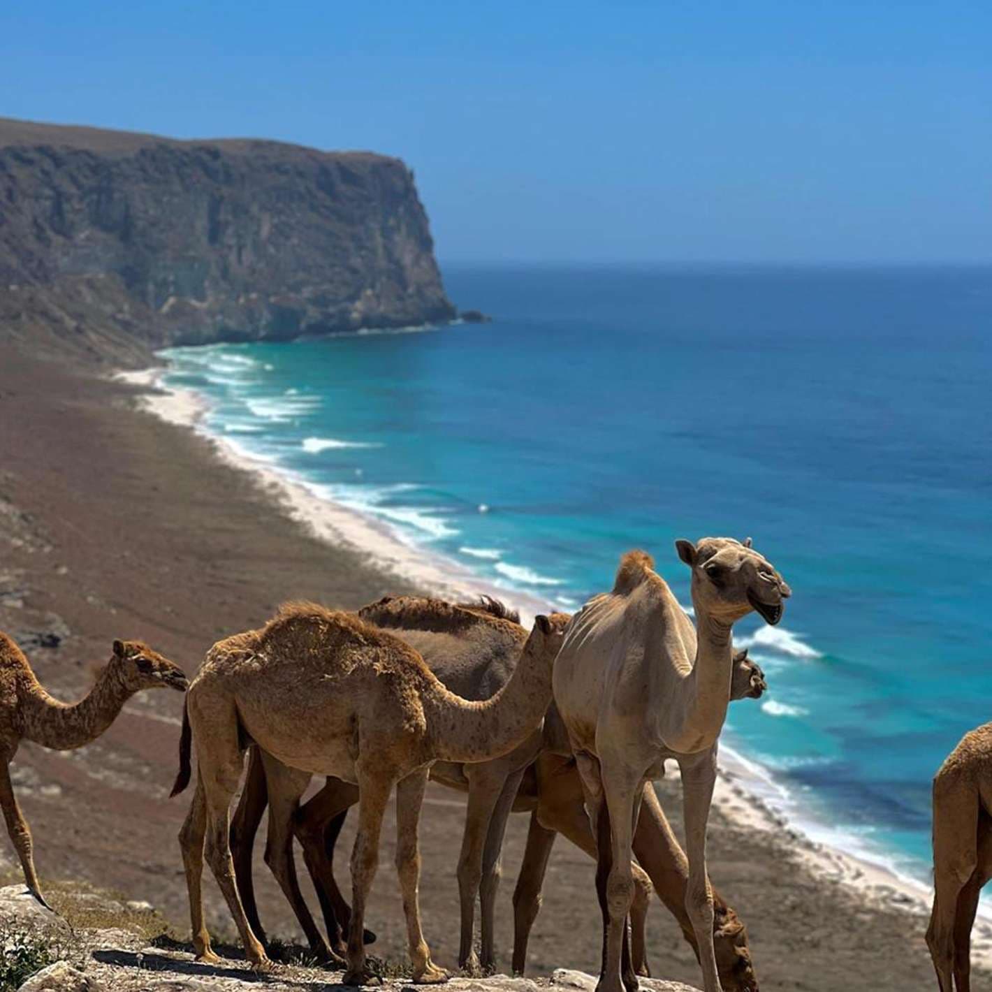 Beach Camel Ride in Salalah – Private Guided Experience - 2