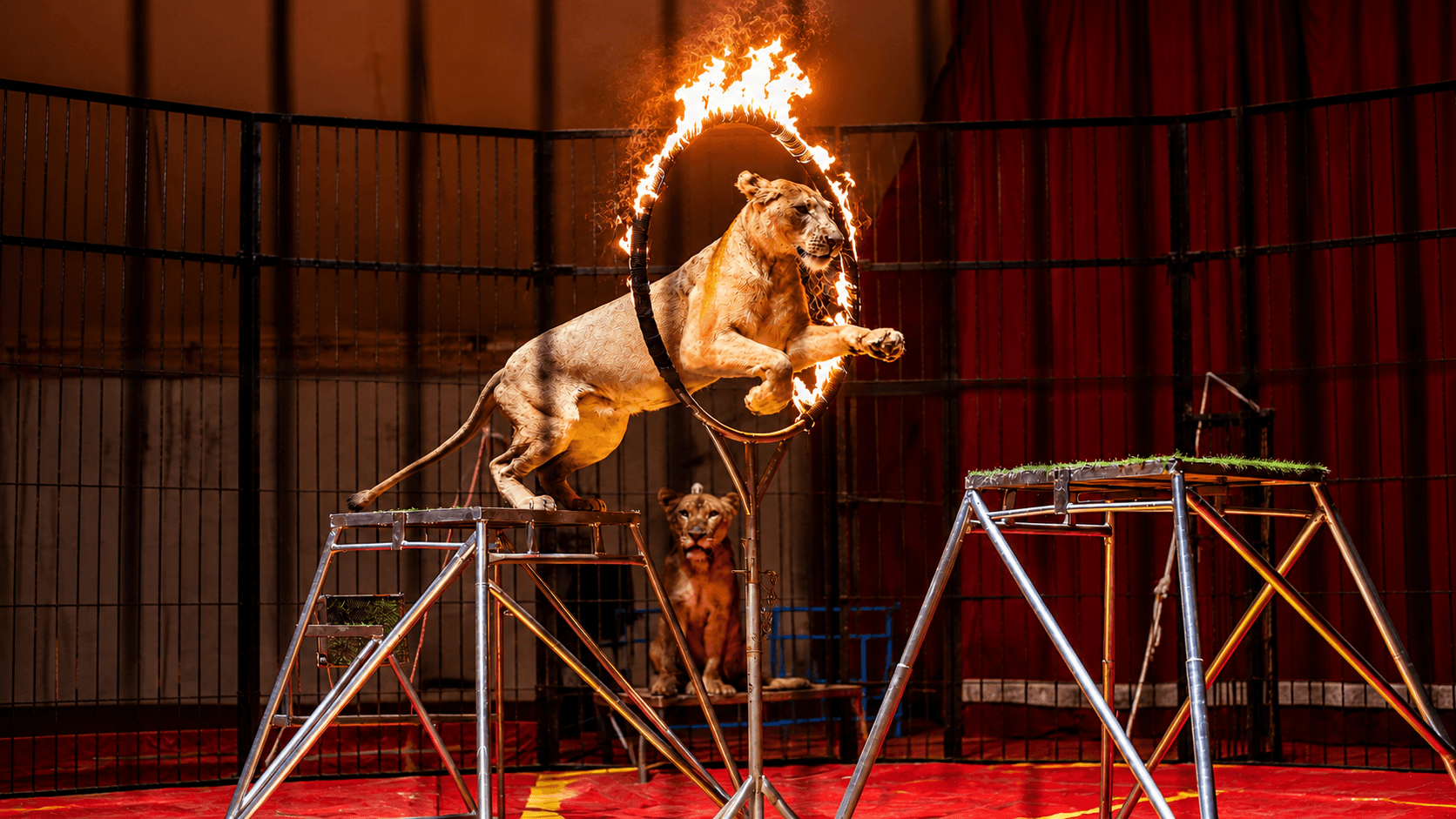 The Egyptian Circus for Predatory Animals