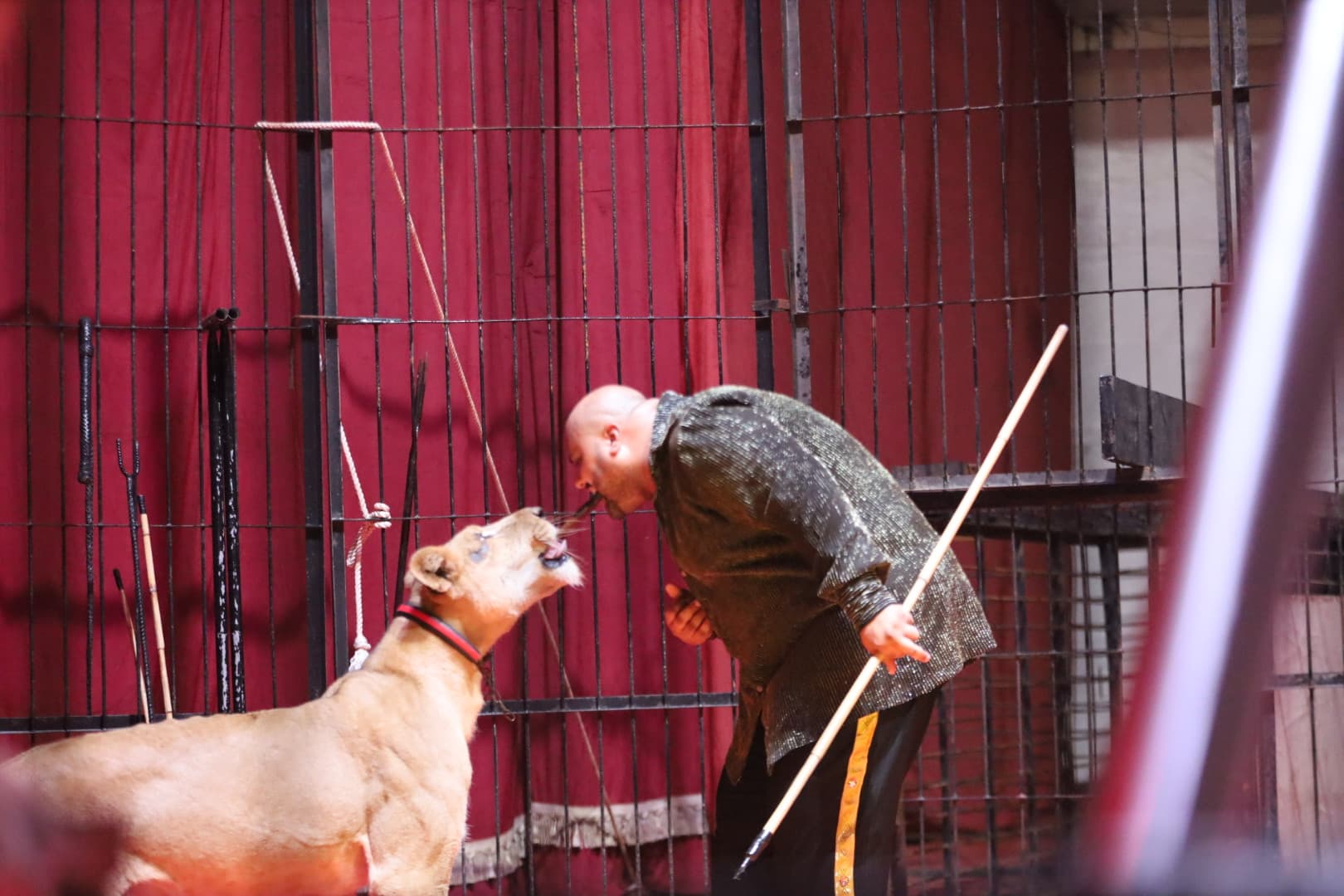 The Egyptian Circus for Predatory Animals - 3