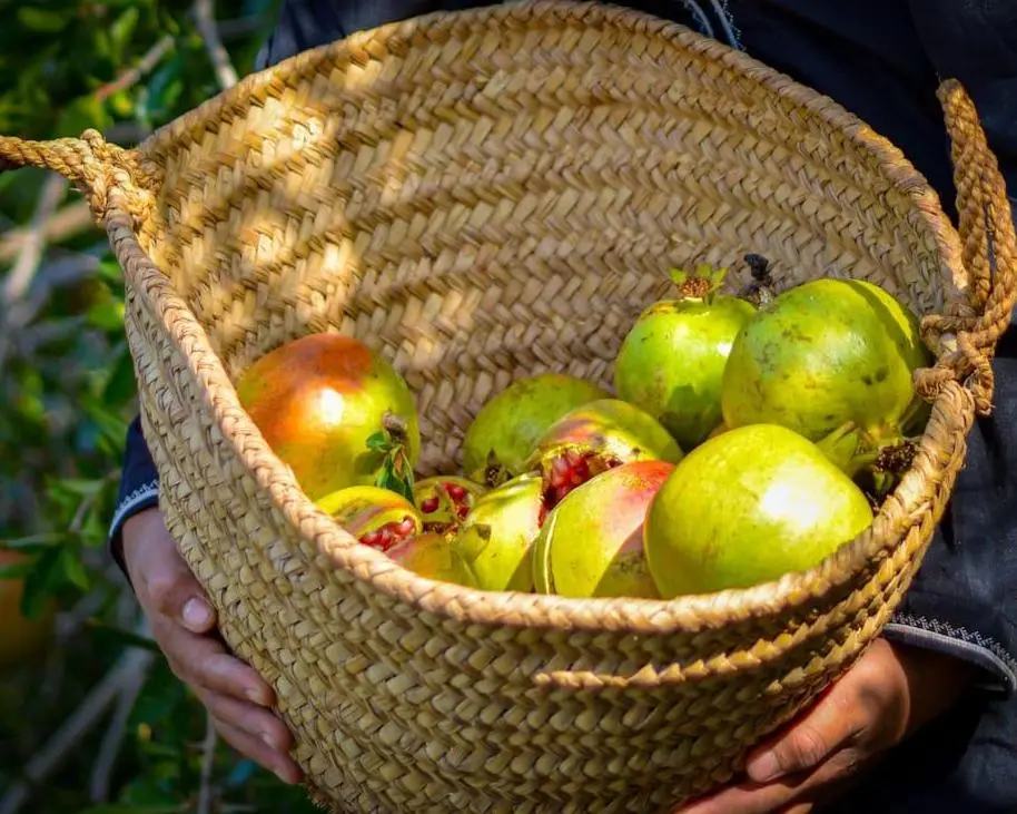 Fruits Harvesting Experience - 5