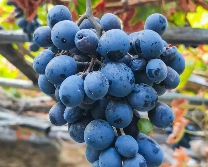 Fruits Harvesting Experience - 4