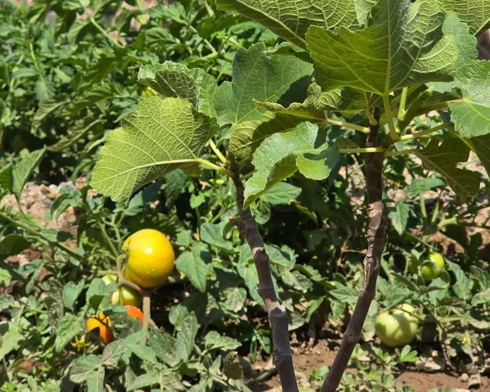 Fruits Harvesting Experience