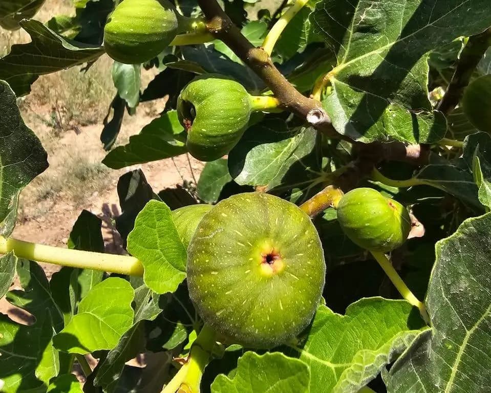 Fruits Harvesting Experience - 3