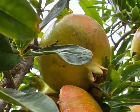 Fruits Harvesting Experience - 2
