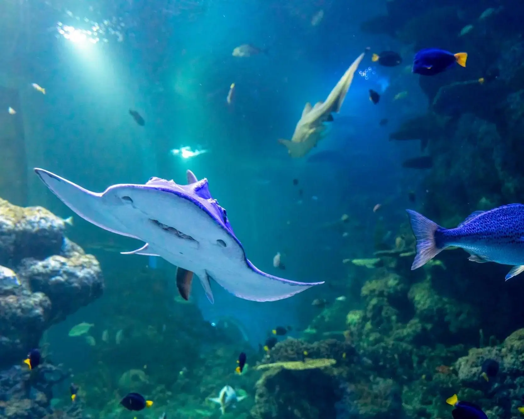 Oman Aquarium - 2