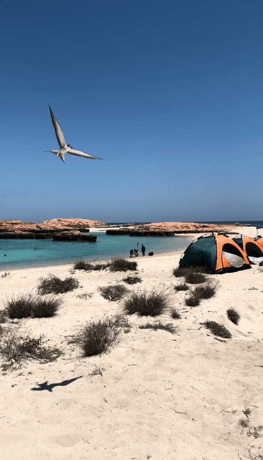 Dimaniyat Islands Camping