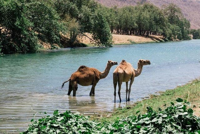 Wadi Darbat Mountain Safari Group East Salalah Tour Full Day - 3