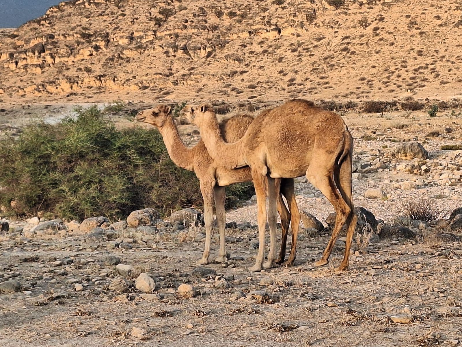 Discover Dhofar's Hidden Waterfall: Trekking Adventure - 5