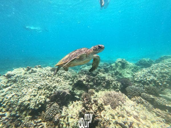 Dimaniyat Snorkeling (Sharing) - 2
