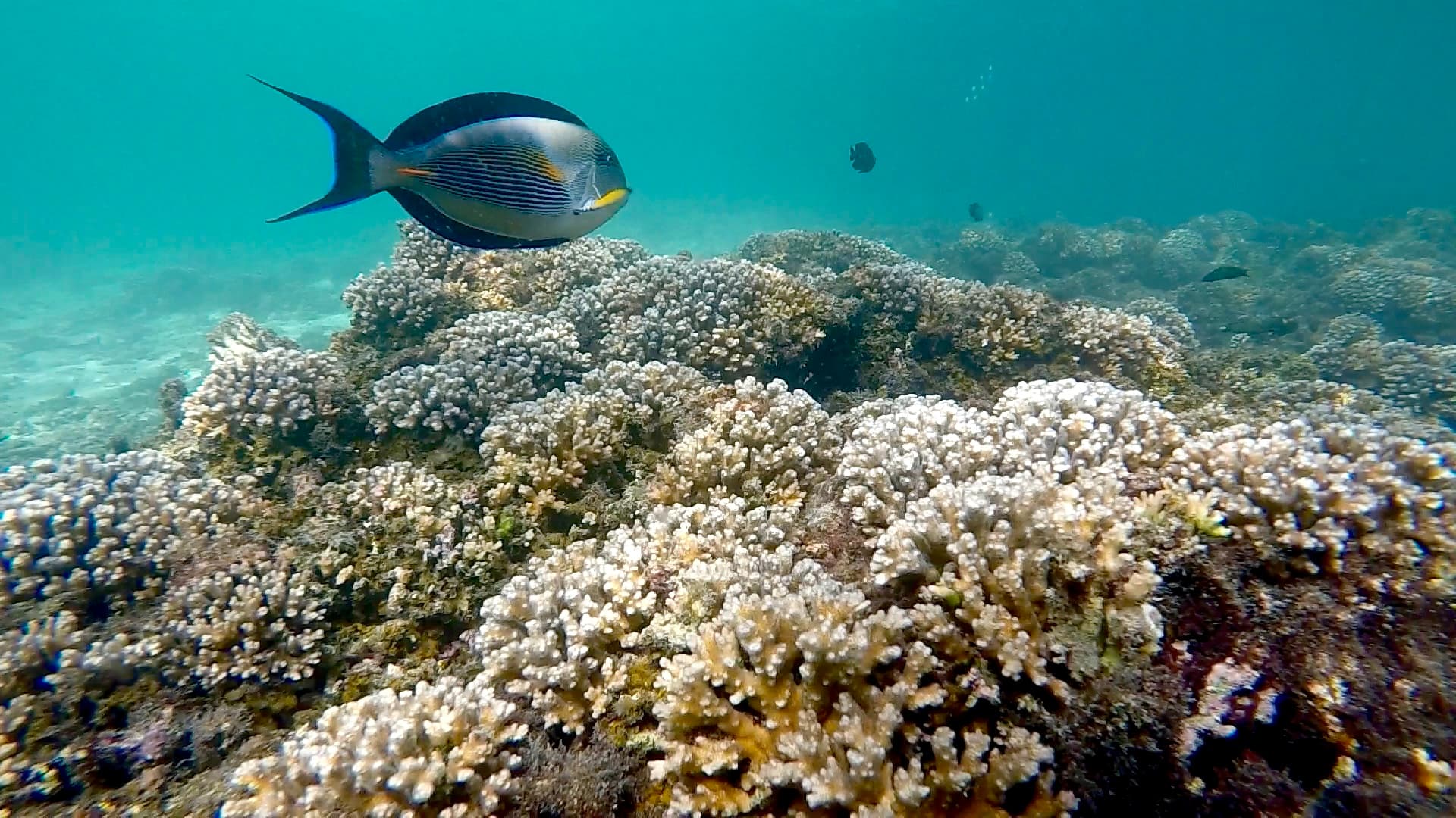 Dimaniyat Snorkeling (Sharing)
