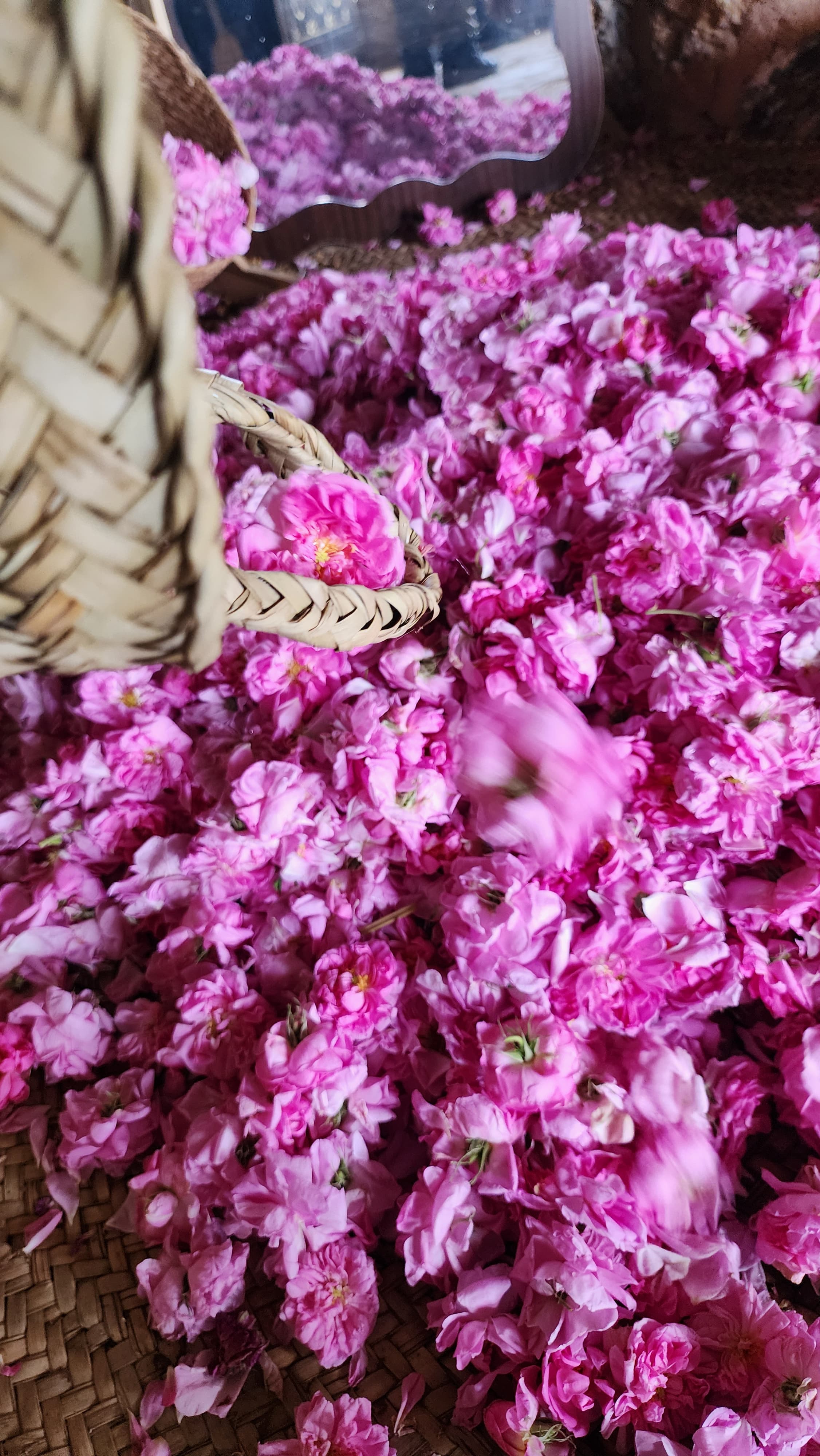 Final Flower Season Trip – Jabal Akhdar 🌸