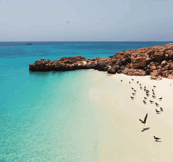 Daymaniyat Islands Snorkeling Adventure: Swim with Turtles & Whale Sharks!