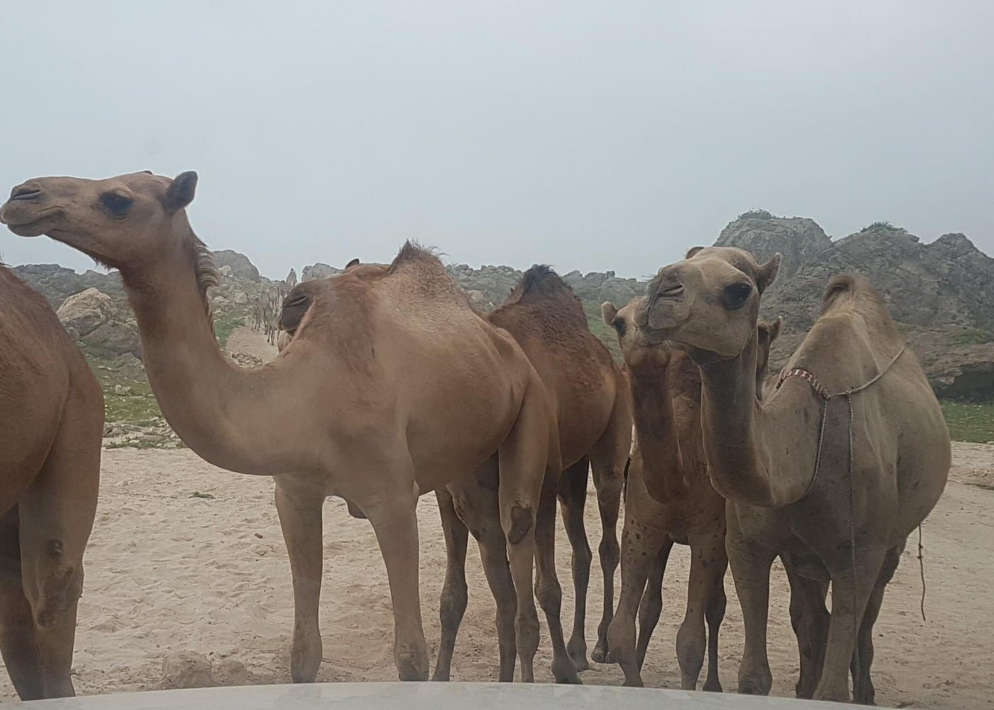 West Salalah Tour - Al Mughsail & Shaat (Khareef) - 4
