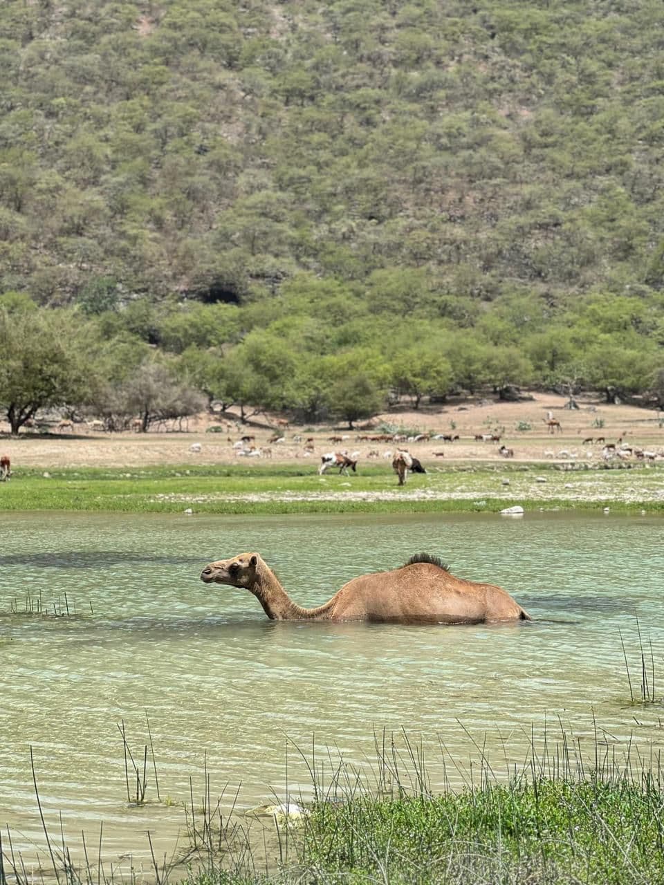 East Salalah Mountain Adventure: Wadi Darbat & More! - 4