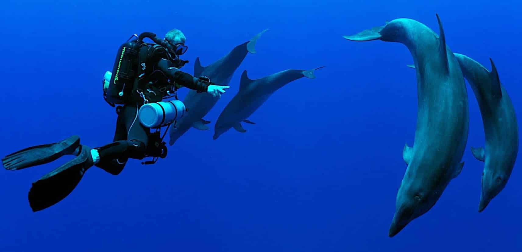 Men Diving With Dolphins in Dimaniyat Islands