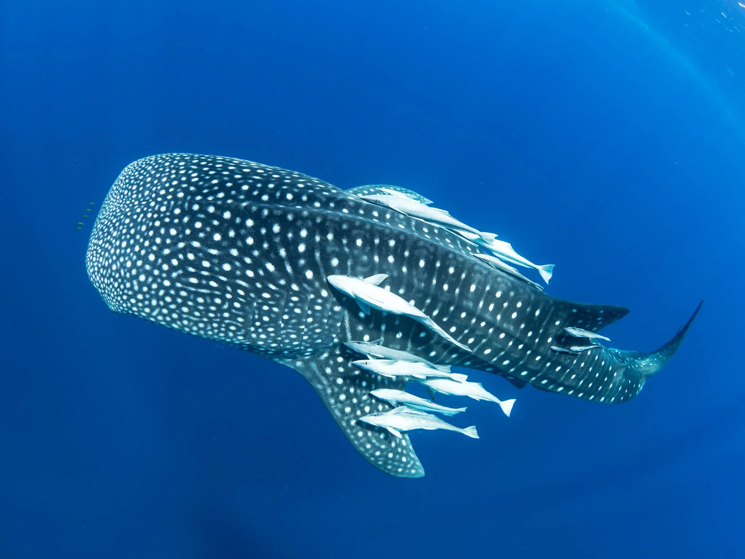 Daymaniyat island - 2