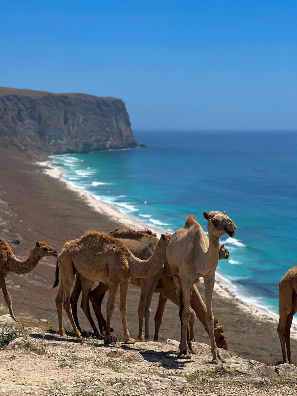 East & West Salalah: Waterfalls, Beaches & Safari Adventure! - 3