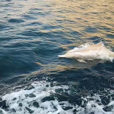 Full Day Dhow Cruise – Khor Sham Fjord, Musandam - 4